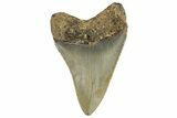 Fossil Megalodon Tooth - North Carolina #258151-1